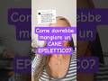 CANE EPILETTICO: come dovrebbe mangiare?
