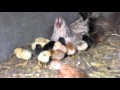 Наседка с цыплятами первый день вышла с гнезда.Hen with chicks first day fell from the nest.