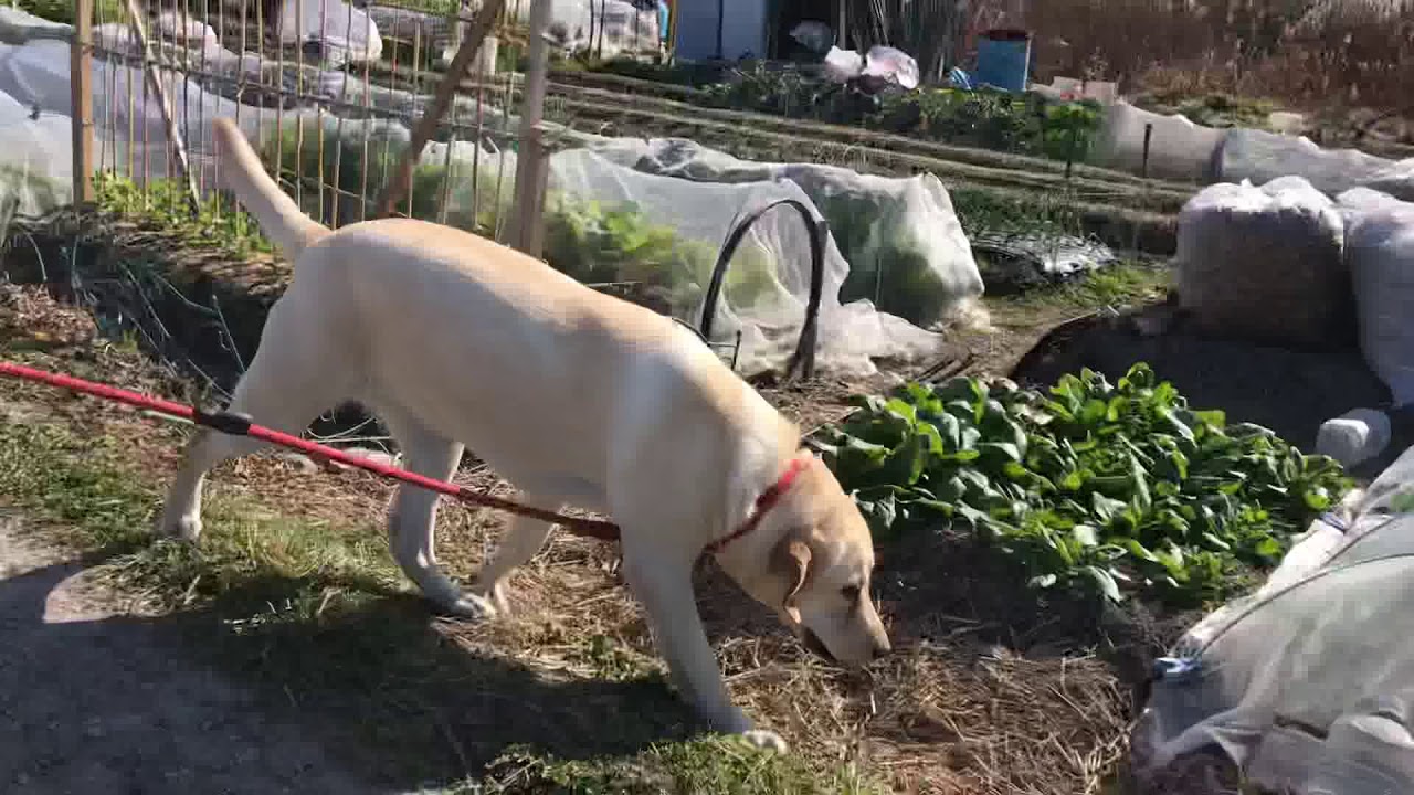 ラブラドールレトリーバー 子犬 巨大な を頑張って取る Labrador Retriever チャピーの成長日記 25 Youtube