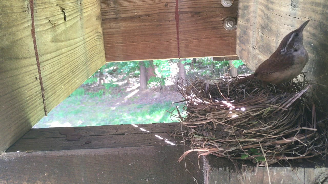 DAY 8JUNE 1stHouse Wren Visit's Robin's Nest and Attacks Cam YouTube