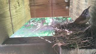 DAY 8-JUNE 1st-House Wren Visit's Robin's Nest and Attacks Cam