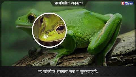 Std 7,Science ch 1 सजीव सृष्टी अनुकूलन व वर्गीकरण,Marathi Med,Maharashtra Board Balbharati syllabus.