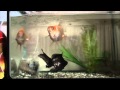 餌欲しい!金魚のダンス goldfish - give me a bite