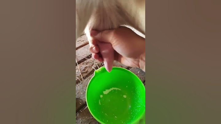 Учу как подоить козу.