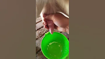 Учу как подоить козу.