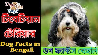 Tibetan Terrier Dog facts in Bengali | Tibetan Dog Breed | Dog Facts Bengali by Dog Facts Bengali 635 views 4 years ago 4 minutes, 42 seconds
