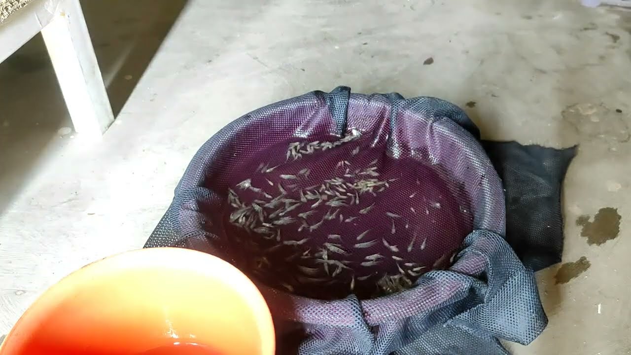 SORTIR BURAYAK IKAN MANFISH || SUPAYA PERTUMBUHAN LEBIH OPTIMAL