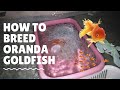 Natural breeding oranda goldfish my first time breeding goldfish