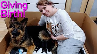 German Shepherd Giving Birth - GSD Puppies Born