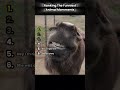 Ranking best funniest animal momments