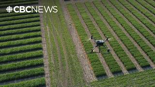 USask department is using AI to advance agricultural practices