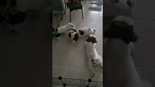 Pov Dogs Took Over Your Job