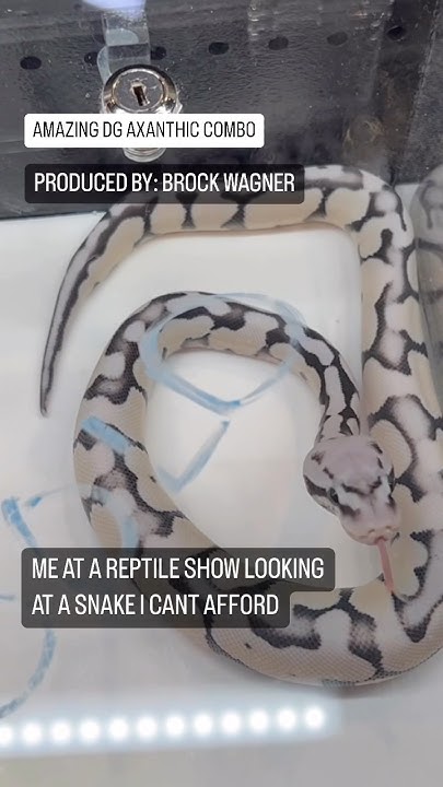 INCREDIBLE DESERT GHOST AXANTHIC BALL PYTHON COMBO - YouTube