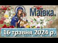 Маївка 16 травня  2024 р.