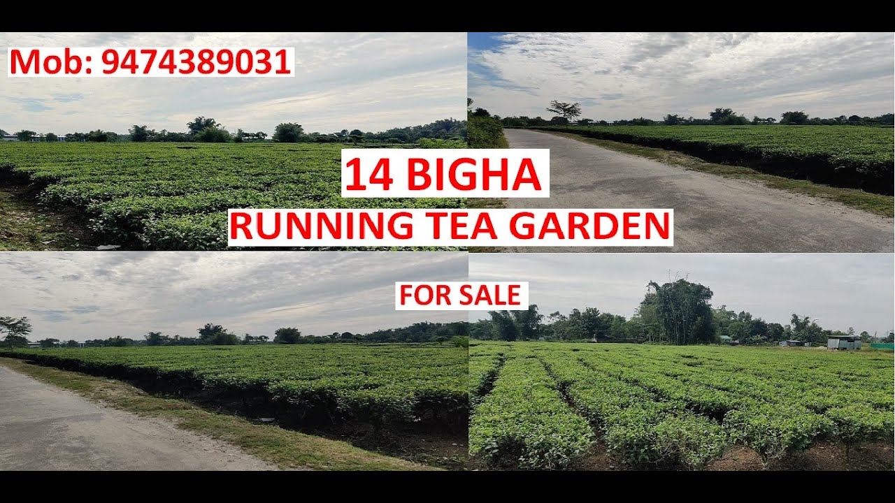 14 Bigha Running Tea Garden for sale near Siliguri.