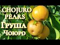 Груша Чоюро / Chojuro Pears