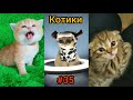 Смешные и милые #котики 😂 смешное видео 2021 .  #Приколы с котами  № 35