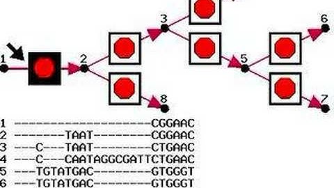 Short phylo-transducer animation