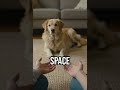 Listen without sound #pets #behavior #lpt