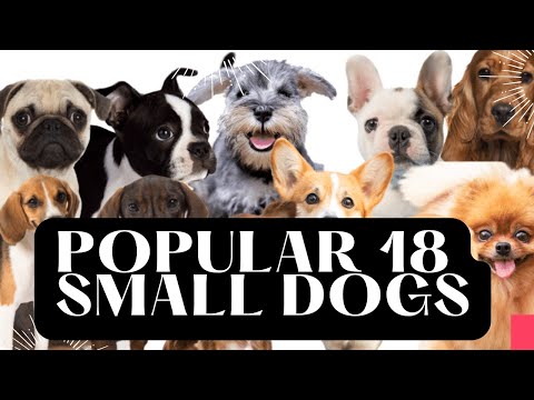 Vidéo: Rencontrez 18 races de chiens