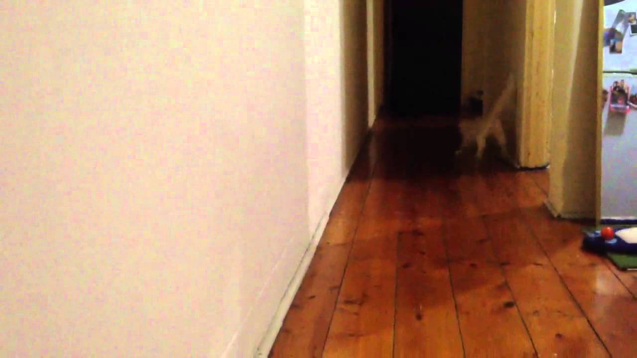 Crazy cat chasing paper - lolcat