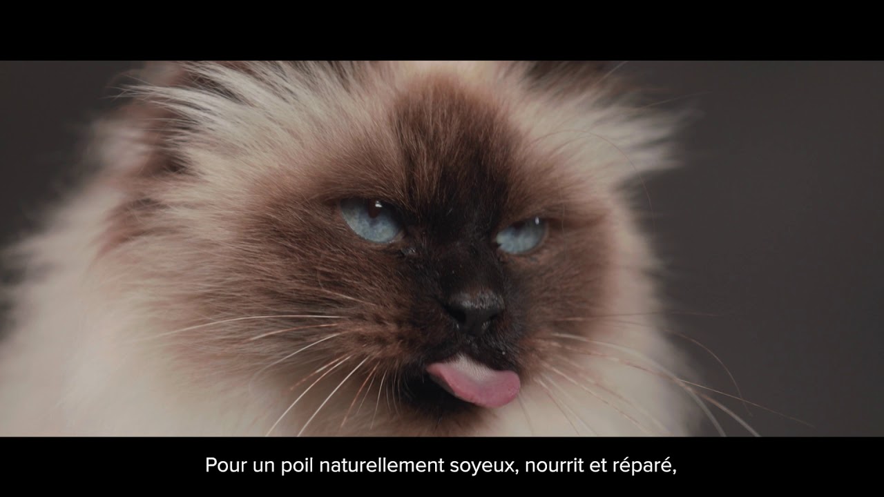 Comment Donner Le Bain A Mon Chat