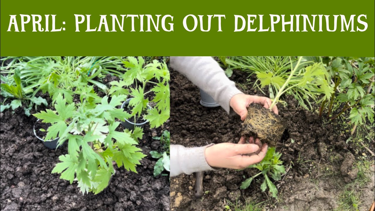How to Plant out delphiniums