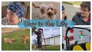 DITL Farm Life Goldendoodle