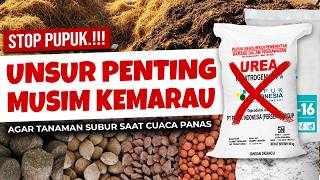 Stop Tabur Pupuk Unsur Paling Penting Musim Kemarau  Agar Tanaman Subur Saat Musim Panas  Urea