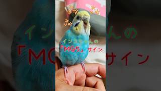 インコちゃんの「MG5」サイン