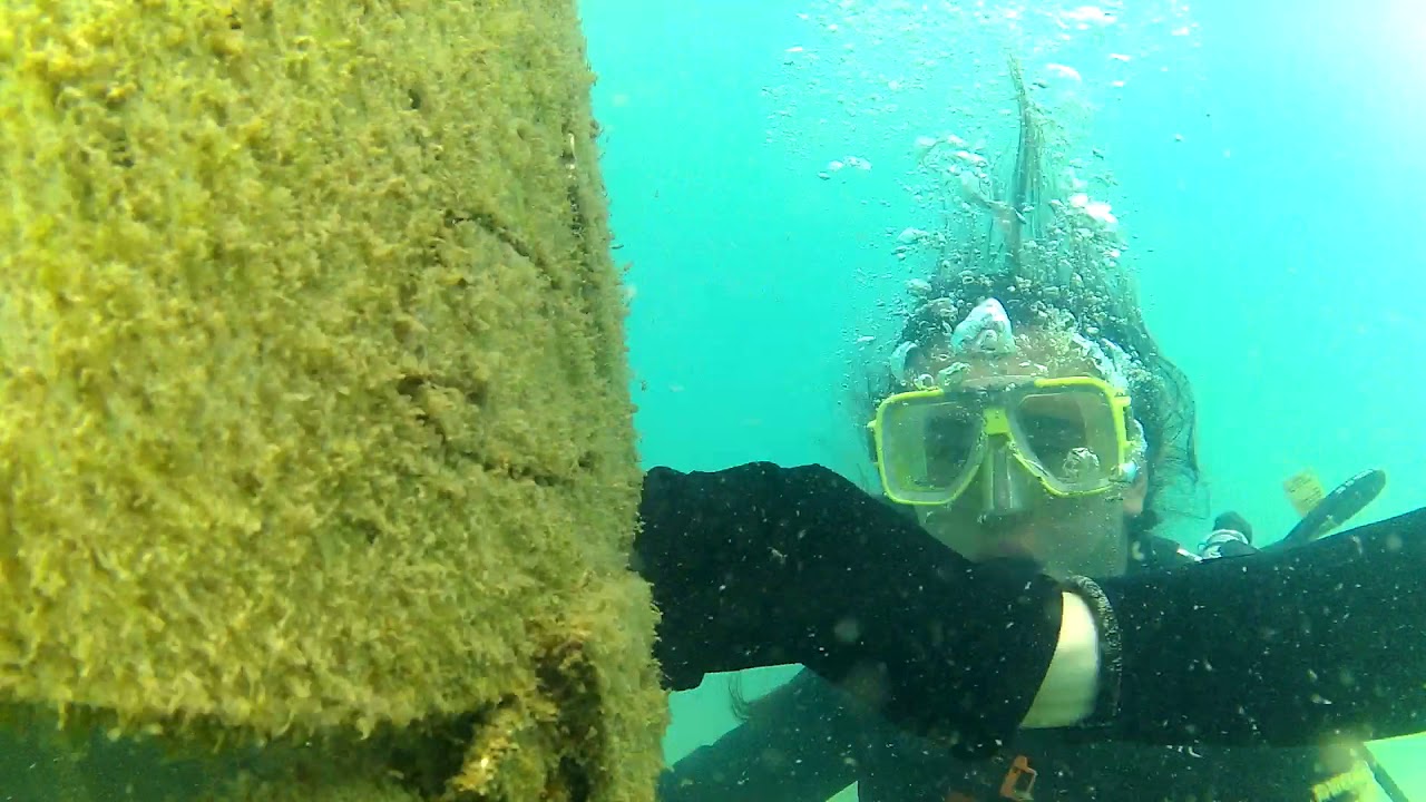 Underwater sulpture at Horseshoe Bay, Bowen Queensland YouTube