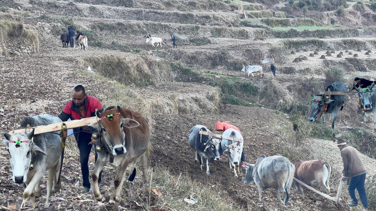 एक साथ दिखे गाँव के सभी बेल खेतों में । pahadi Haliya ।