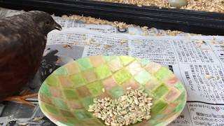 【姫うずら】青米をあげてみた　Let's feed them green kerneled rice