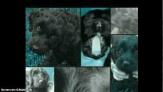In Loving Memory Of My Dog Baxter =(