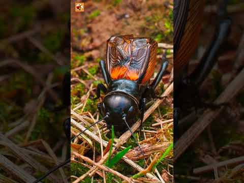 Cricket sound (