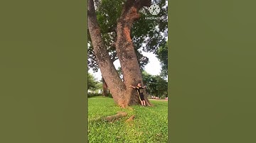 Cây xà cừ khổng lồ