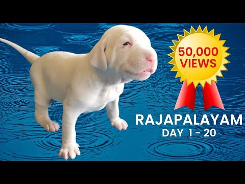 Rajapalayam puppy growing from Day 1 to 20 days Rajapalayam dog