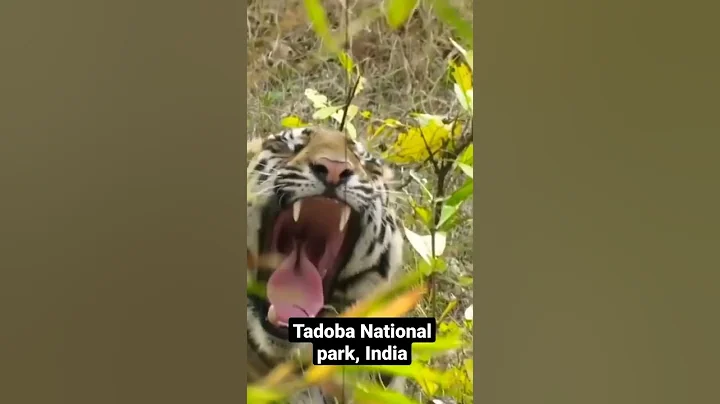Tadoba National Park 🐯🐯🐯🐅🐅🐅🐅| #shorts #tiger #tadoba