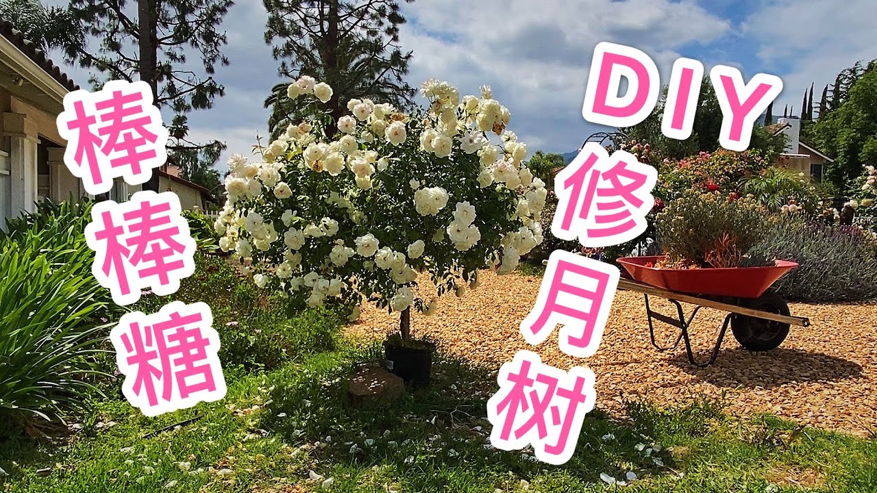 （园艺篇17）自己动手修月树教程！DIY棒棒糖月季！