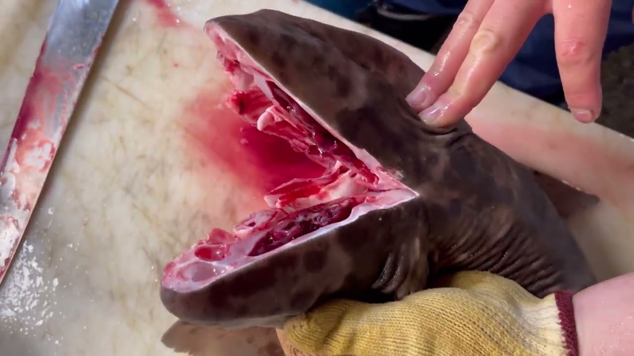 みそきんブームの波に乗るサメ