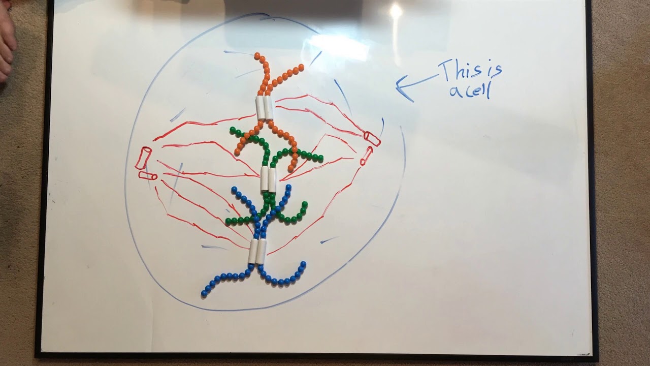 Mitosis stop motion movie - YouTube