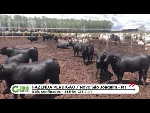 O GADO EM DESTAQUE DA REGIÃO DE BARRA DO GARÇAS