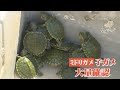 なぜ？ミドリガメが大量繁殖　改正外来生物法に不安の声も