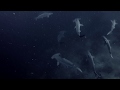 Hammerhead sharks at El Bajo - footage by Leila Worth - BCS - Mexico