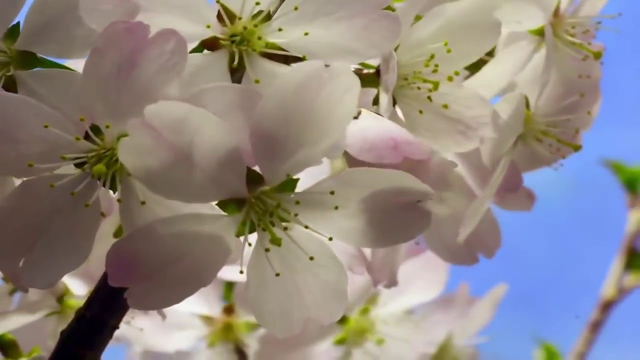 Beautiful Nature Spring 1080p HD 1 - YouTube