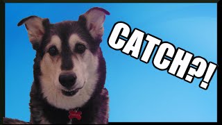 Husky Playing Catch | Slow-Mo screenshot 5