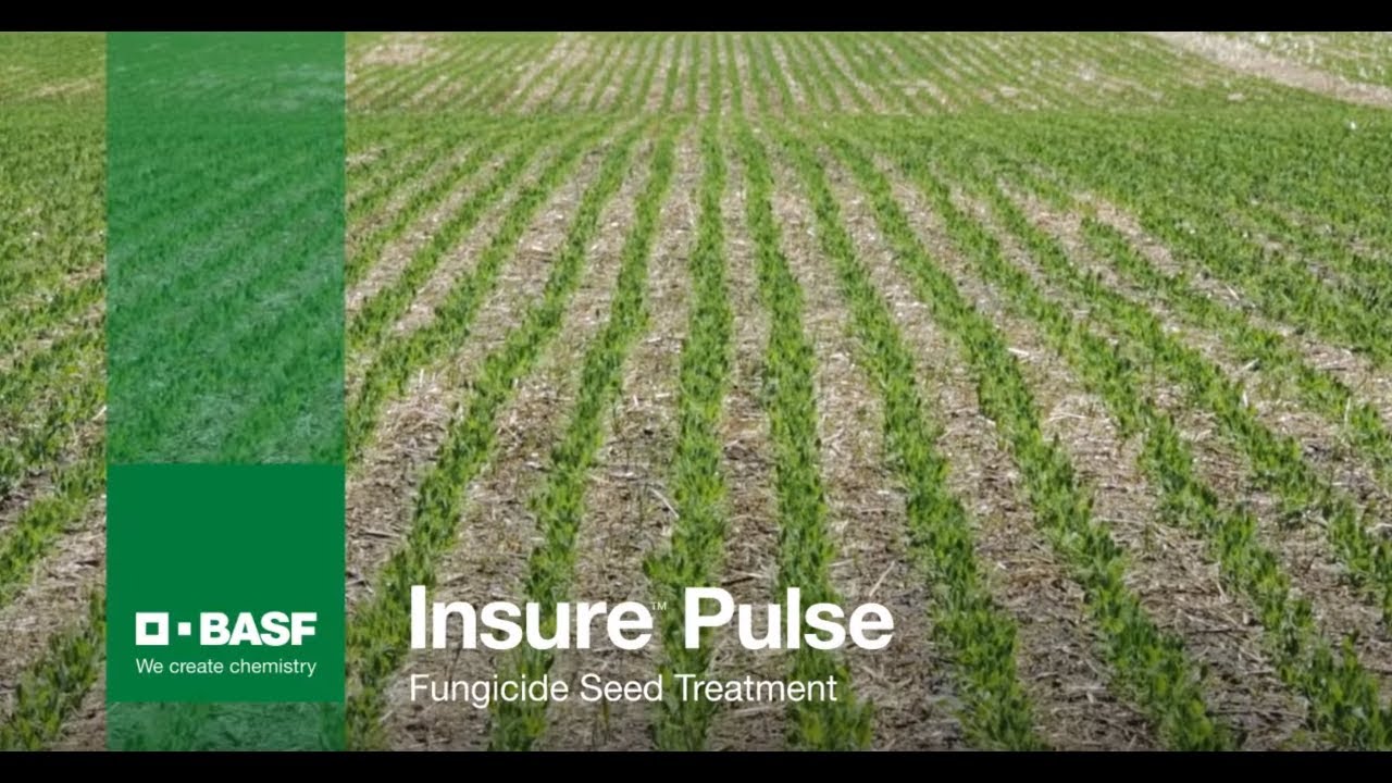 Insure Pulse peas and flax trial results and demonstration BASF YouTube