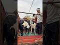 Beetle Khasi in Dhanbad #trending #goat #farm #shorts #viralvideo