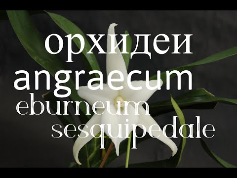 Орхидеи Angraecum.