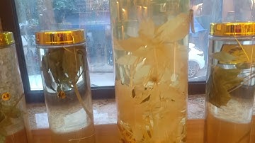 Sâm Ngọc Linh - Quốc Bảo Việt Nam - Tinh Hoa Đại Ngàn